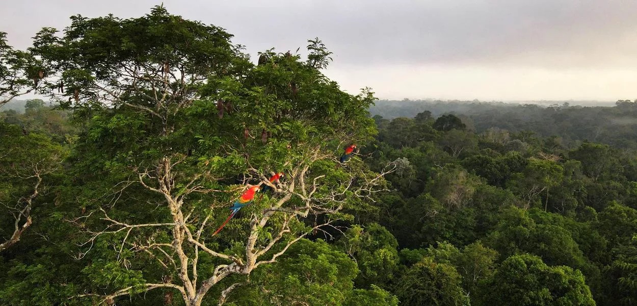 A Amazônia brasileira e nossa reserva de potássio