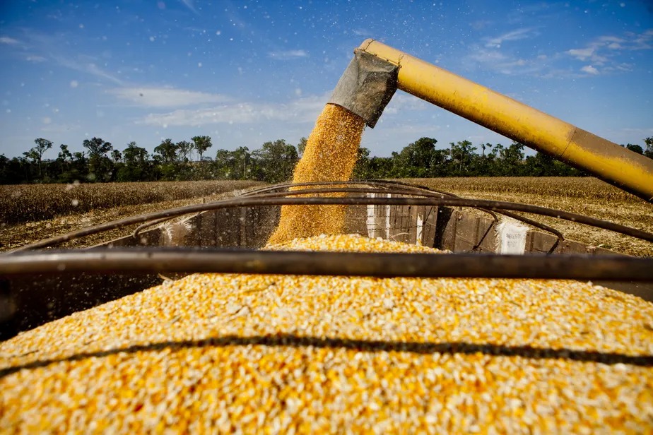 Safra 2022/23 Conab eleva estimativa para milho e confirma colheita recorde em 2022/23