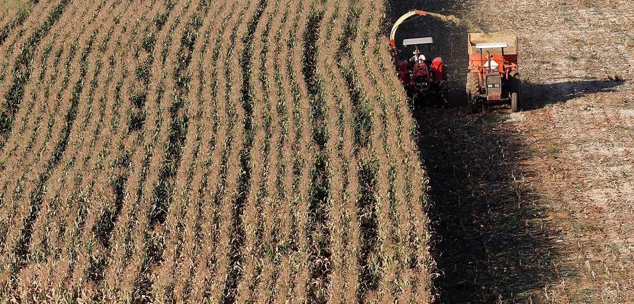 Brasil desbanca EUA e torna-se maior exportador de milho