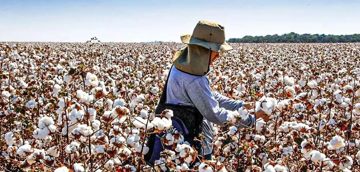 Brasil se aproxima dos EUA e pode virar maior exportador de algodão do mundo